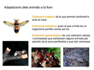 25
Adaptacions dels animals a la llum
Coloració críptica: és la que permet confondre’s
amb el medi.
Coloració mimètica: quan al que s’imita és un
organisme perillós sense ser-ho
Coloració aposemàtica: és una coloració vistosa
i contrastada que exhibeixen alguns animals per
advertir de la seva perillositat o que són verinosos
 