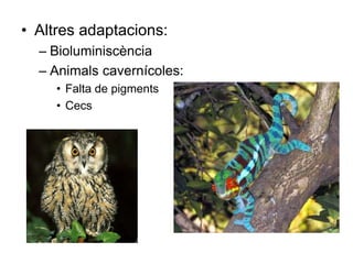 • Altres adaptacions:
– Bioluminiscència
– Animals cavernícoles:
• Falta de pigments
• Cecs
 