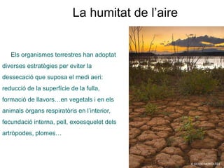 Els organismes terrestres han adoptat
diverses estratègies per eviter la
dessecació que suposa el medi aeri:
reducció de la superfície de la fulla,
formació de llavors…en vegetals i en els
animals òrgans respiratòris en l’interior,
fecundació interna, pell, exoesquelet dels
artròpodes, plomes…
La humitat de l’aire
 