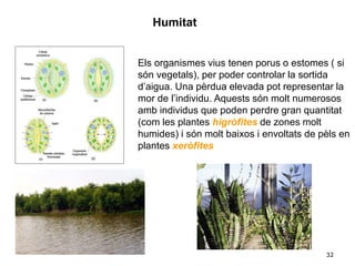 32
Humitat
Els organismes vius tenen porus o estomes ( si
són vegetals), per poder controlar la sortida
d’aigua. Una pèrdua elevada pot representar la
mor de l’individu. Aquests són molt numerosos
amb individus que poden perdre gran quantitat
(com les plantes higròfites de zones molt
humides) i són molt baixos i envoltats de pèls en
plantes xeròfites
 