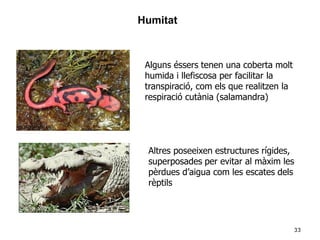 33
Alguns éssers tenen una coberta molt
humida i llefiscosa per facilitar la
transpiració, com els que realitzen la
respiració cutània (salamandra)
Altres poseeixen estructures rígides,
superposades per evitar al màxim les
pèrdues d’aigua com les escates dels
rèptils
Humitat
 