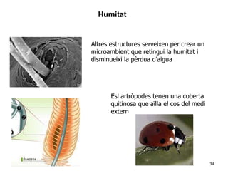34
Altres estructures serveixen per crear un
microambient que retingui la humitat i
disminueixi la pèrdua d’aigua
Esl artròpodes tenen una coberta
quitinosa que aïlla el cos del medi
extern
Humitat
 