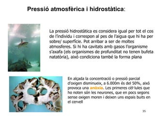35
Pressió atmosfèrica i hidrostàtica:
En alçada la concentració o pressió parcial
d’oxigen disminueix, a 6.000m és del 50%, aixó
provoca una anòxia. Les primeres cèl·lules que
ho noten són les neurones, que en pocs segons
sense oxigen moren i deixen uns espais buits en
el cervell
La pressió hidrostàtica es considera igual per tot el cos
de l’individu i correspon al pes de l’aigua que hi ha per
sobre/ superfície. Pot arribar a ser de moltes
atmosferes. Si hi ha cavitats amb gasos l’organisme
s’axafa (els organismes de profunditat no tenen bufeta
natatòria), aixó condiciona també la forma plana
 