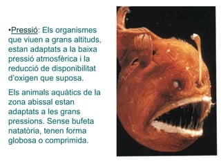 •Pressió: Els organismes
que viuen a grans altituds,
estan adaptats a la baixa
pressió atmosfèrica i la
reducció de disponibilitat
d’oxigen que suposa.
Els animals aquàtics de la
zona abissal estan
adaptats a les grans
pressions. Sense bufeta
natatòria, tenen forma
globosa o comprimida.
 