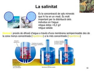 38
És la concentració de sals minerals
que hi ha en un medi. És molt
important per la distribució dels
individus en l’aigua:
•Aigua dolça <0,2 g/l
•Aigua salada
Osmosi: procés de difusió d’aigua a través d’una membrana semipermeable des de
la zona menys concentrada (hipotònica) a la més concentrada (hipertònica)
La salinitat
 