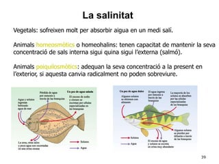 39
Vegetals: sofreixen molt per absorbir aigua en un medi salí.
Animals homeosmòtics o homeohalins: tenen capacitat de mantenir la seva
concentració de sals interna sigui quina sigui l’externa (salmó).
Animals poiquilosmòtics: adequan la seva concentració a la present en
l’exterior, si aquesta canvia radicalment no poden sobreviure.
La salinitat
 