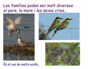 Les famílies poden ser molt diverses:
el pare, la mare i les seves cries…
És el cas de molts ocells…
 