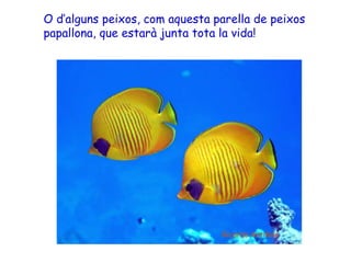 O d’alguns peixos, com aquesta parella de peixos
papallona, que estarà junta tota la vida!
 