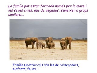 La famíla pot estar formada només per la mare i
les seves cries, que de vegades, s’uneixen a grups
similars….
Famílies matriarcals són les de rossegadors,
elefants, felins,…
 