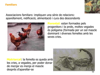 48
Familiars
Matriarcal: la femella es queda amb
les cries, a vegades, per poder donar
de menjar es menja el mascle
després d’aparellar-se
Parental: estan formades pels
progenitors i la prole, moltes vegades
és polígama (formada per un sol mascle
dominant i diverses femelles amb les
seves cries.
Associacions familiars: impliquen una sèrie de relacions:
aparellament, nidificació, alimentació i cura des descendents
 