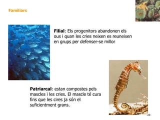 49
Familiars
Patriarcal: estan compostes pels
mascles i les cries. El mascle té cura
fins que les cires ja són el
suficientment grans.
Filial: Els progenitors abandonen els
ous i quan les cries neixen es reuneixen
en grups per defenser-se millor
 