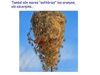 També són mares “solitàries” les aranyes,
els escorpins…
 