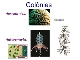 Colònies
Homomorfas.
Madrepora
Heteromorfa.
 