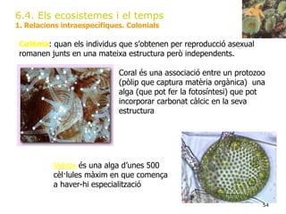 54
6.4. Els ecosistemes i el temps
1. Relacions intraespecífiques. Colonials
Coral és una associació entre un protozoo
(pòlip que captura matèria orgànica) una
alga (que pot fer la fotosíntesi) que pot
incorporar carbonat càlcic en la seva
estructura
Colònia: quan els individus que s’obtenen per reproducció asexual
romanen junts en una mateixa estructura però independents.
Volvox és una alga d’unes 500
cèl·lules màxim en que comença
a haver-hi especialització
 