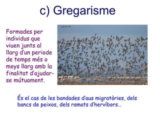 c) Gregarisme
Formades per
individus que
viuen junts al
llarg d’un periode
de temps més o
meys llarg amb la
finalitat d’ajudar-
se mútuament.
És el cas de les bandades d’aus migratòries, dels
bancs de peixos, dels ramats d’hervíbors…
 