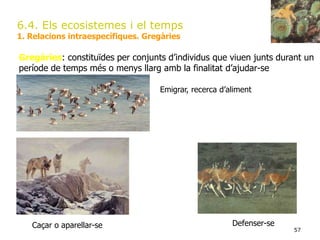 57
6.4. Els ecosistemes i el temps
1. Relacions intraespecífiques. Gregàries
Gregàries: constituïdes per conjunts d’individus que viuen junts durant un
període de temps més o menys llarg amb la finalitat d’ajudar-se
Emigrar, recerca d’aliment
Caçar o aparellar-se Defenser-se
 
