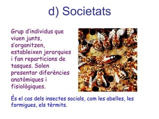 d) Societats
Grup d’individus que
viuen junts,
s’organitzen,
estableixen jerarquies
i fan reparticions de
tasques. Solen
presentar diferències
anatòmiques i
fisiològiques.
És el cas dels insectes socials, com les abelles, les
formigues, els tèrmits.
 