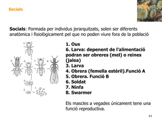 61
Socials
1. Ous
6. Larva: depenent de l’alimentació
podran ser obreres (mel) o reines
(jalea)
3. Larva
4. Obrera (femella estèril).Funció A
5. Obrera. Funció B
6. Soldat
7. Ninfa
8. Swarmer
Els mascles a vegades únicament tene una
funció reproductiva.
Socials: Formada per individus jerarquitzats, solen ser diferents
anatòmica i fisiològicament pel que no poden viure fora de la població
 