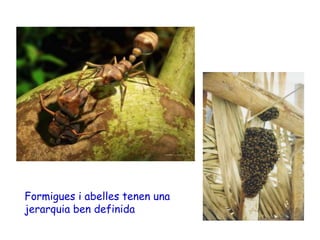 Formigues i abelles tenen una
jerarquia ben definida
 