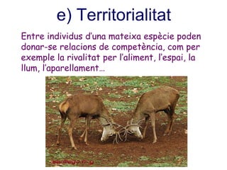 e) Territorialitat
Entre individus d’una mateixa espècie poden
donar-se relacions de competència, com per
exemple la rivalitat per l’aliment, l’espai, la
llum, l’aparellament…
 