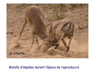 Batalla d’impales durant l’època de reproducció
 