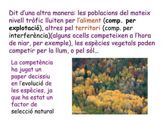 Dit d’una altra manera: les poblacions del mateix
nivell tròfic lluiten per l’aliment (comp. per
explotació), altres pel territori (comp. per
interferència)(alguns ocells competeixen a l’hora
de niar, per exemple), les espècies vegetals poden
competir per la llum, o pel sòl…
La competència
ha jugat un
paper decissiu
en l’evolució de
les espècies, ja
que ha estat un
factor de
selecció natural
 