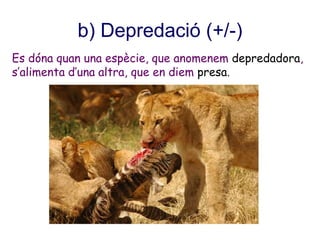 b) Depredació (+/-)
Es dóna quan una espècie, que anomenem depredadora,
s’alimenta d’una altra, que en diem presa.
 