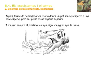 6.4. Els ecosistemes i el temps
2. Dinàmica de les comunitats. Depredació
Aquest terme de depredador és relatiu doncs un pot ser-ne respecte a una
altre espècie, però ser presa d’una espècie superior.
A més no sempre el predador cal que sigui més gran que la presa
 