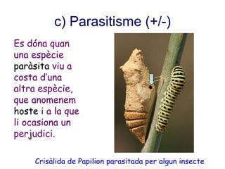 c) Parasitisme (+/-)
Es dóna quan
una espècie
paràsita viu a
costa d’una
altra espècie,
que anomenem
hoste i a la que
li ocasiona un
perjudici.
Crisàlida de Papilion parasitada per algun insecte
 