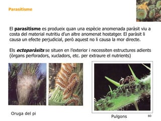 80
Parasitisme
El parasitisme es produeix quan una espècie anomenada paràsit viu a
costa del material nutritiu d’un altre anomenat hostatger. El paràsit li
causa un efecte perjudicial, però aquest no li causa la mor directe.
Els ectoparàsits se situen en l’exterior i necessiten estructures adients
(òrgans perforadors, xucladors, etc. per extraure el nutrients)
Oruga del pi
Pulgons
 