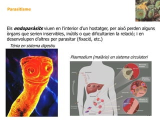 81
Parasitisme
Tènia en sistema digestiu
Plasmodium (malària) en sistema circulatori
Els endoparàsits viuen en l’interior d’un hostatger, per aixó perden alguns
òrgans que serien inservibles, inútils o que dificultarien la relació; i en
desenvolupen d’altres per parasitar (fixació, etc.)
 