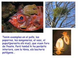 Tenim exemples en el polls, les
paparres, les sangoneres, el vesc, el
puput(parasita els nius)…que viuen fora
de l’hoste. Però també hi ha paràsits
interiors, com la tènia, els bacteris
patògens…
 