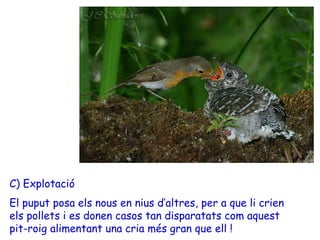 C) Explotació
El puput posa els nous en nius d’altres, per a que li crien
els pollets i es donen casos tan disparatats com aquest
pit-roig alimentant una cria més gran que ell !
 