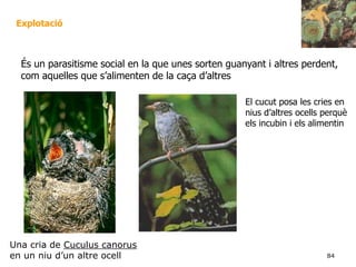 84
Explotació
Una cria de Cuculus canorus
en un niu d’un altre ocell
És un parasitisme social en la que unes sorten guanyant i altres perdent,
com aquelles que s’alimenten de la caça d’altres
El cucut posa les cries en
nius d’altres ocells perquè
els incubin i els alimentin
 