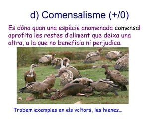 d) Comensalisme (+/0)
Es dóna quan una espècie anomenada comensal
aprofita les restes d’aliment que deixa una
altra, a la que no beneficia ni perjudica.
Trobem exemples en els voltors, les hienes…
 