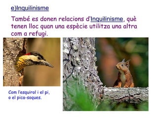 e)Inquilinisme
També es donen relacions d’Inquilinisme, què
tenen lloc quan una espècie utilitza una altra
com a refugi.
Com l’esquirol i el pi,
o el pica-soques.
 