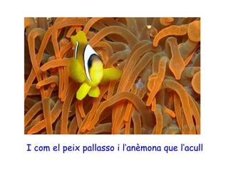 I com el peix pallasso i l’anèmona que l’acull
 
