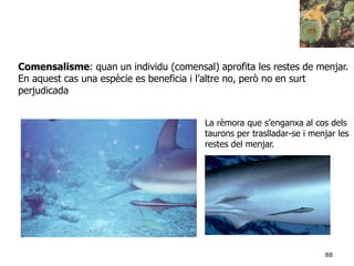 88
Comensalisme: quan un individu (comensal) aprofita les restes de menjar.
En aquest cas una espècie es beneficia i l’altre no, però no en surt
perjudicada
La rèmora que s’enganxa al cos dels
taurons per traslladar-se i menjar les
restes del menjar.
 