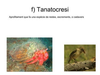 f) Tanatocresi
Aprofitament que fa una espècie de restes, escrements, o cadavers
 