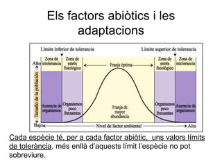 Cada espècie té, per a cada factor abiòtic, uns valors límits
de tolerància, més enllà d’aquests límit l’espècie no pot
sobreviure.
Els factors abiòtics i les
adaptacions
 