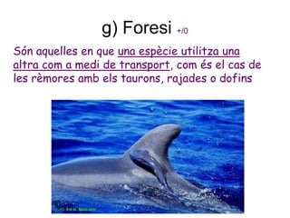 g) Foresi +/0
Són aquelles en que una espècie utilitza una
altra com a medi de transport, com és el cas de
les rèmores amb els taurons, rajades o dofins
 