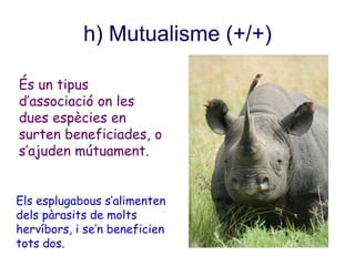 h) Mutualisme (+/+)
És un tipus
d’associació on les
dues espècies en
surten beneficiades, o
s’ajuden mútuament.
Els esplugabous s’alimenten
dels pàrasits de molts
hervíbors, i se’n beneficien
tots dos.
 