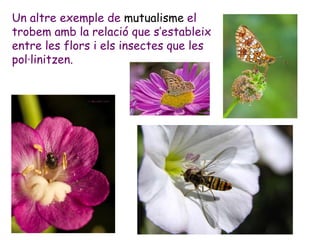 Un altre exemple de mutualisme el
trobem amb la relació que s’estableix
entre les flors i els insectes que les
pol·linitzen.
 