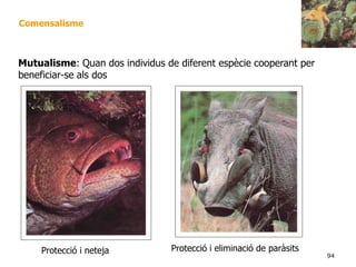 94
Comensalisme
Mutualisme: Quan dos individus de diferent espècie cooperant per
beneficiar-se als dos
Protecció i neteja Protecció i eliminació de paràsits
 