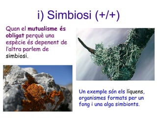 i) Simbiosi (+/+)
Quan el mutualisme és
obligat perquè una
espècie és depenent de
l’altra parlem de
simbiosi.
Un exemple són els líquens,
organismes formats per un
fong i una alga simbionts.
 