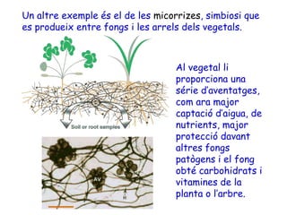 Un altre exemple és el de les micorrizes, simbiosi que
es produeix entre fongs i les arrels dels vegetals.
Al vegetal li
proporciona una
série d’aventatges,
com ara major
captació d’aigua, de
nutrients, major
protecció davant
altres fongs
patògens i el fong
obté carbohidrats i
vitamines de la
planta o l’arbre.
 