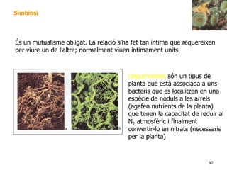 97
Simbiosi
Lleguminoses són un tipus de
planta que està associada a uns
bacteris que es localitzen en una
espècie de nòduls a les arrels
(agafen nutrients de la planta)
que tenen la capacitat de reduir al
N2 atmosfèric i finalment
convertir-lo en nitrats (necessaris
per la planta)
És un mutualisme obligat. La relació s’ha fet tan íntima que requereixen
per viure un de l’altre; normalment viuen íntimament units
 