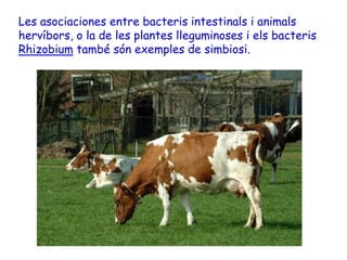Les asociaciones entre bacteris intestinals i animals
hervíbors, o la de les plantes lleguminoses i els bacteris
Rhizobium també són exemples de simbiosi.
 