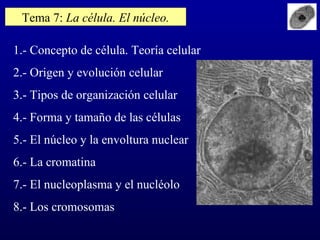 Tema 7:  La célula. El núcleo. 1.- Concepto de célula. Teoría celular 2.- Origen y evolución celular 3.- Tipos de organización celular 4.- Forma y tamaño de las células 5.- El núcleo y la envoltura nuclear 6.- La cromatina 7.- El nucleoplasma y el nucléolo 8.- Los cromosomas 