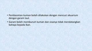 • Pembasmian kuman boleh dilakukan dengan mencuci akuarium
dengan garam laut.
• Garam boleh membunuh kuman dan sisanya tidak mendatangkan
bahaya kepada ikan.
 